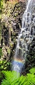 Plants: image 64 Of 208 Thumb